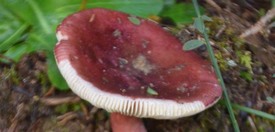 Braakrussula