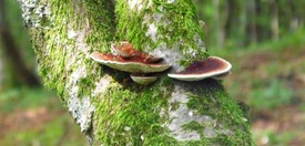 Soorten Paddenstoelen