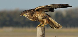Buizerd