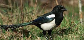 Ekster