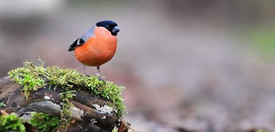 Bekijk de Stampvogels