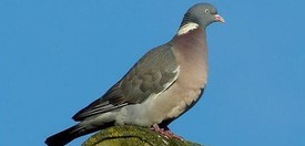 Houtduif
