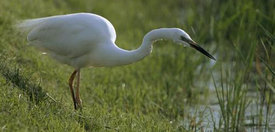 KLeine Zilverreiger