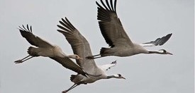 Kraanvogel