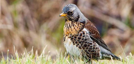 Kramsvogel