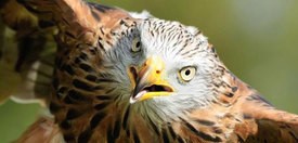 Rode Wouw