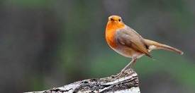 Roodborst