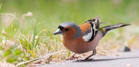 Vink