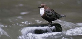 Waterspreeuw