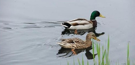 Wilde Eend